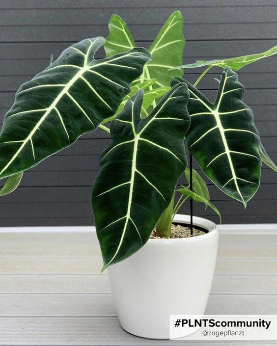 25 incredible houseplants in vases you might get addicted to - 179