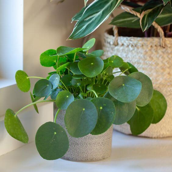 25 incredible houseplants in vases you might get addicted to - 181