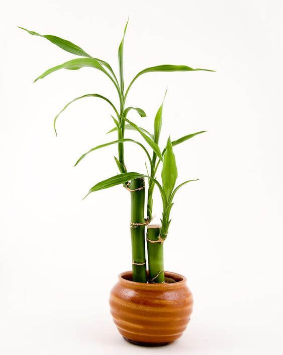 25 incredible houseplants in vases you might get addicted to - 191