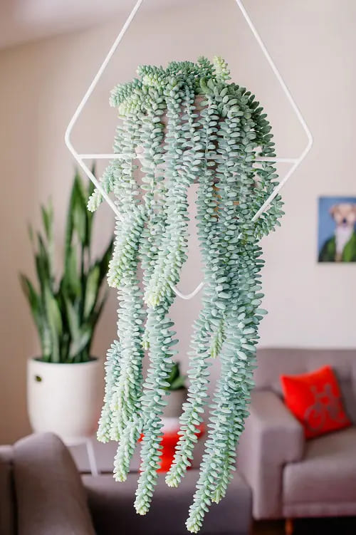 25 fascinating ideas to build a hanging mini succulent garden - 75
