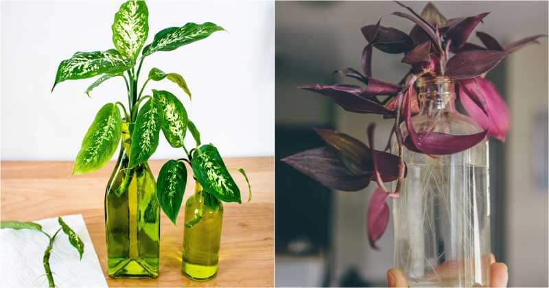 22 beautiful grow-in-vase houseplants - 143
