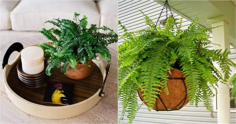 21 best ideas to decorate the house with ferns - 137