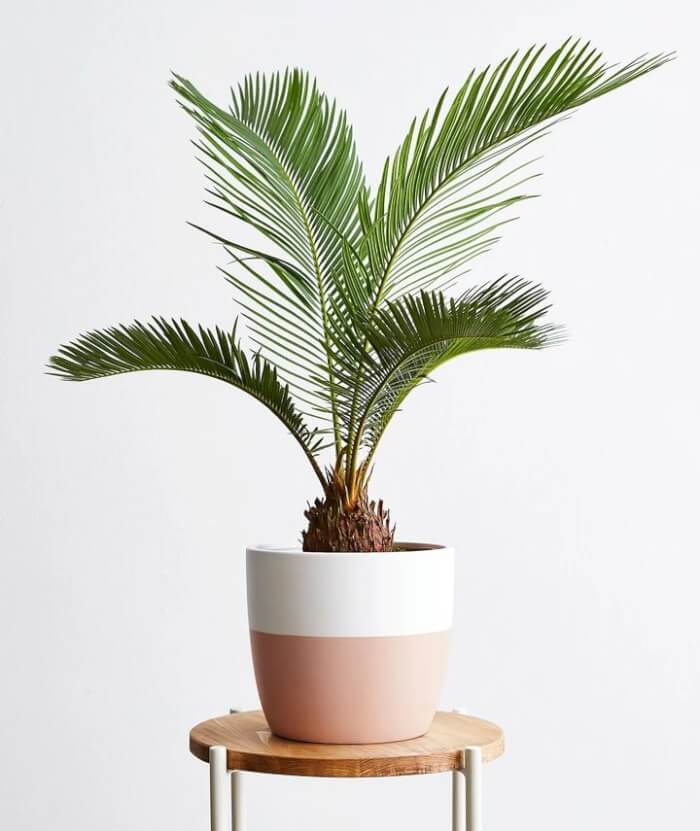 25 incredible houseplants in vases you might get addicted to - 201