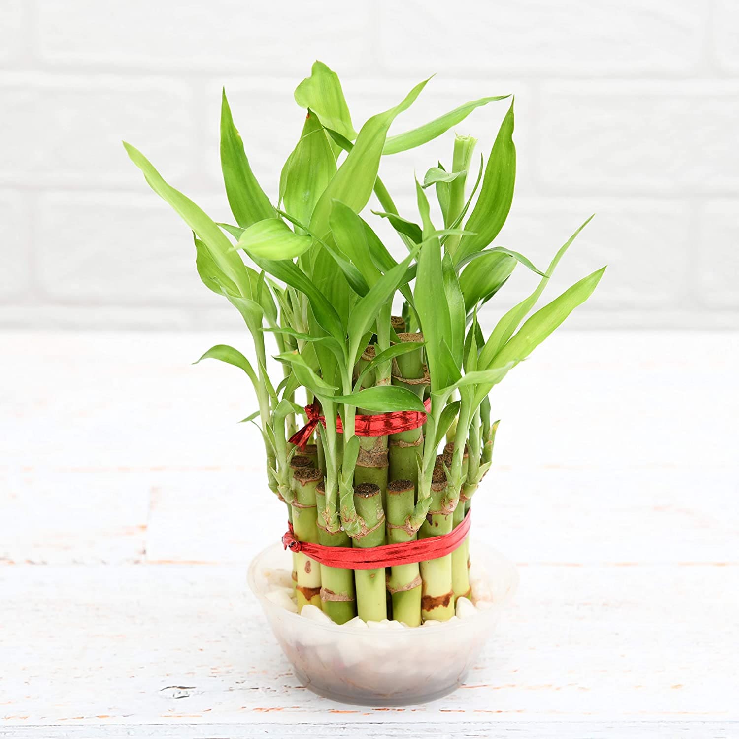 14 beautiful lucky bamboo varieties to take home - 103