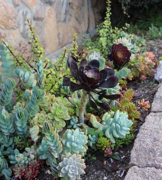 30 pictures that prove succulents can thrive anywhere - 121