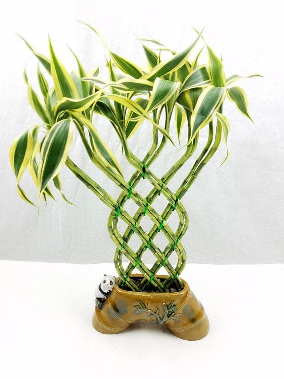 14 beautiful lucky bamboo varieties to take home - 119