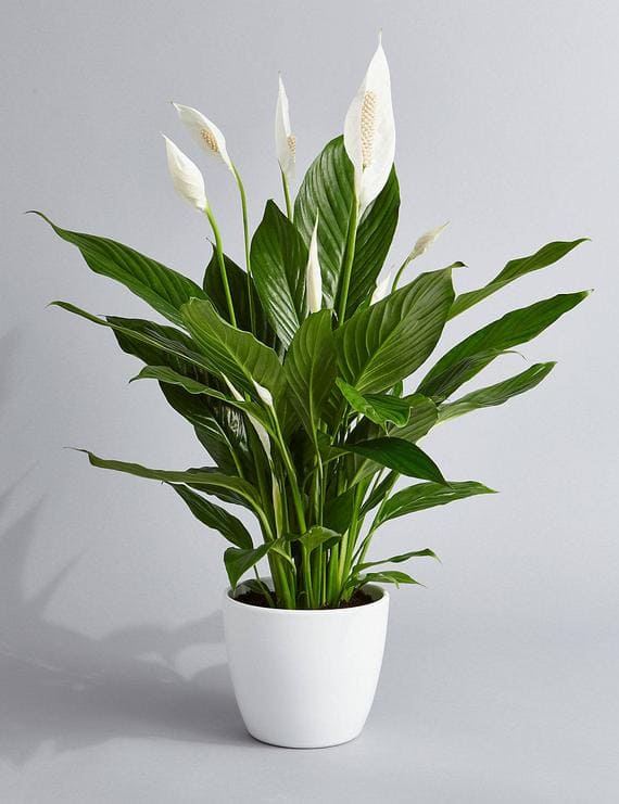 15 houseplants that can reduce humidity in your bathroom - 77