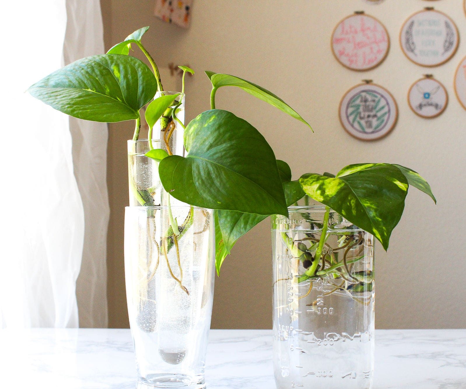 22 beautiful grow-in-vase houseplants - 151