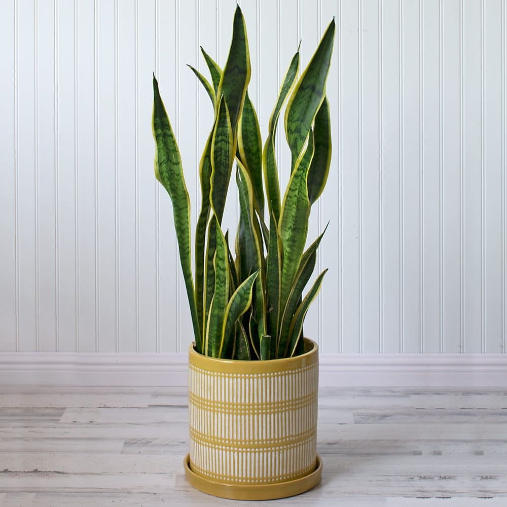 15 Houseplants That Can Reduce Humidity In Your Bathroom
