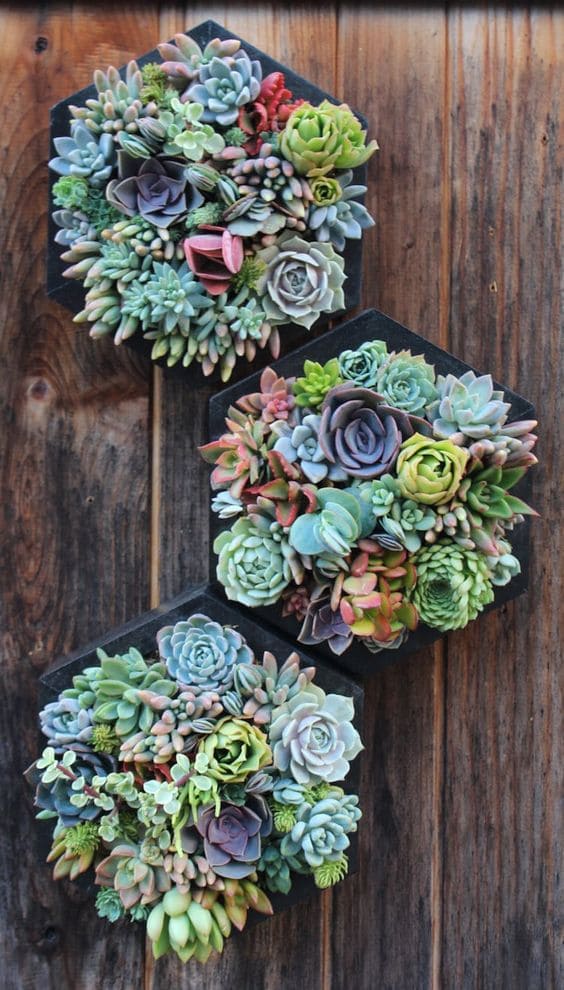 30 pictures that prove succulents can thrive anywhere - 105