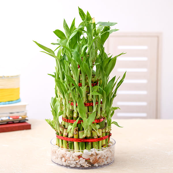14 beautiful lucky bamboo varieties to take home - 99