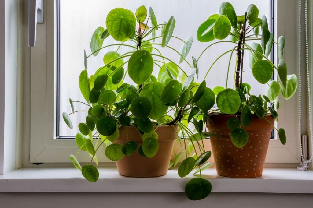 12 beautiful indoor plants with round leaves for interior design - 89