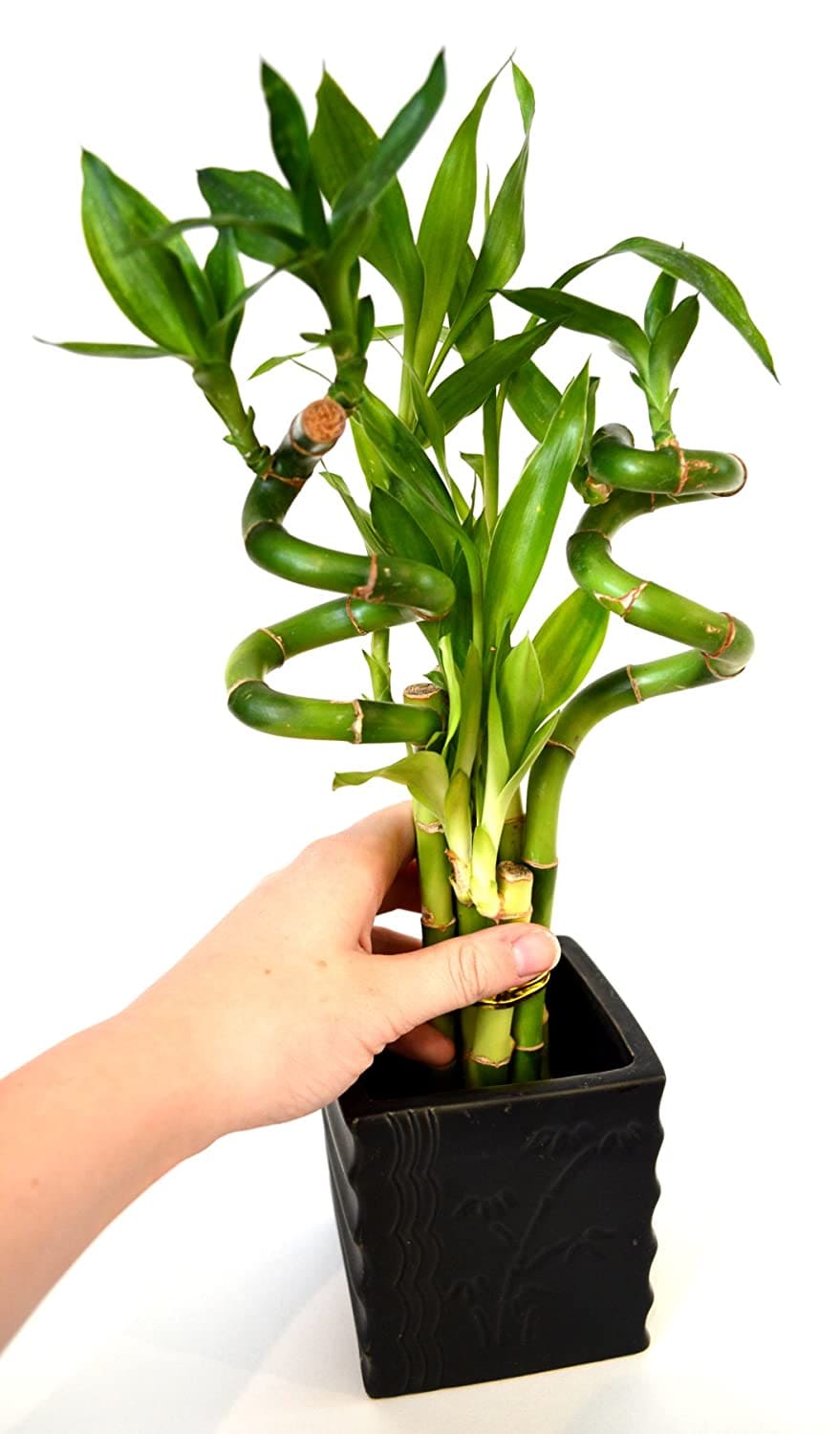 14 beautiful lucky bamboo varieties to take home - 111