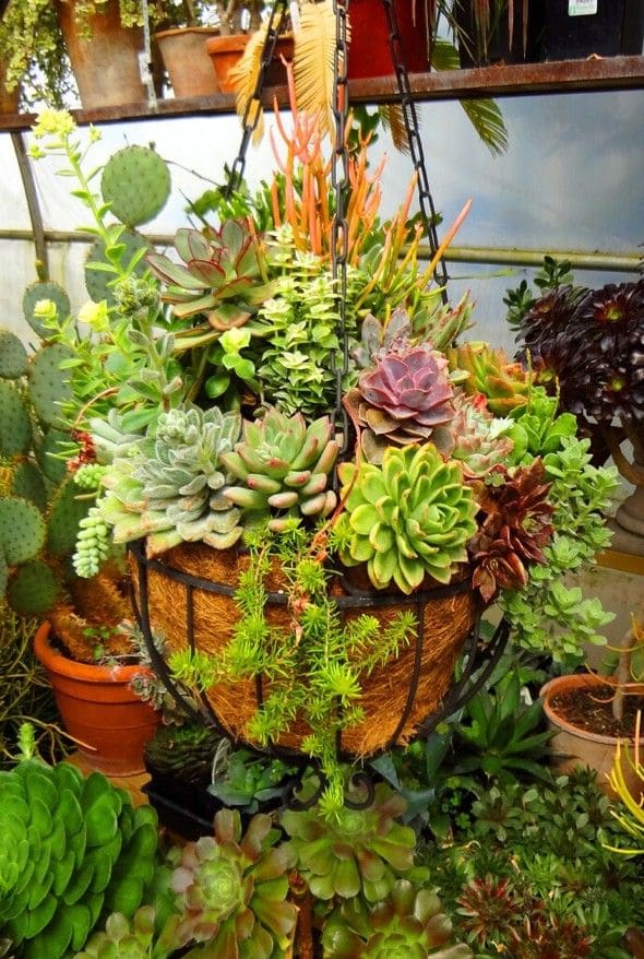25 fascinating ideas to build a hanging mini succulent garden - 87