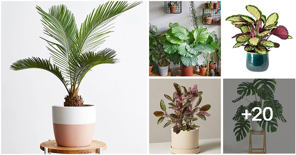 25 Incredible Indoor Plants In Vases You May Get Hooked On