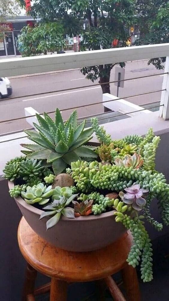 30 pictures that prove succulents can thrive anywhere - 109