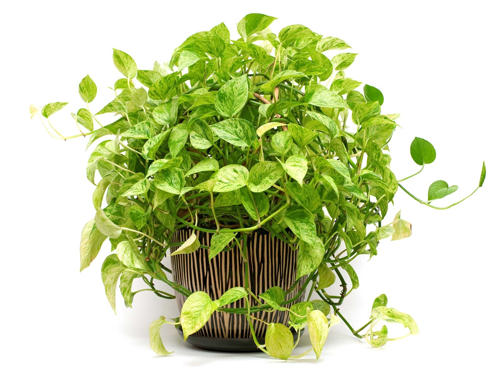 15 Houseplants That Can Reduce Humidity In Your Bathroom - 71