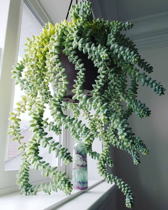 30 pictures that prove succulents can thrive anywhere - 117