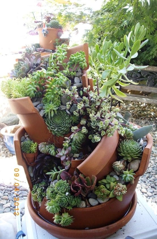 30 pictures that prove succulents can thrive anywhere - 111
