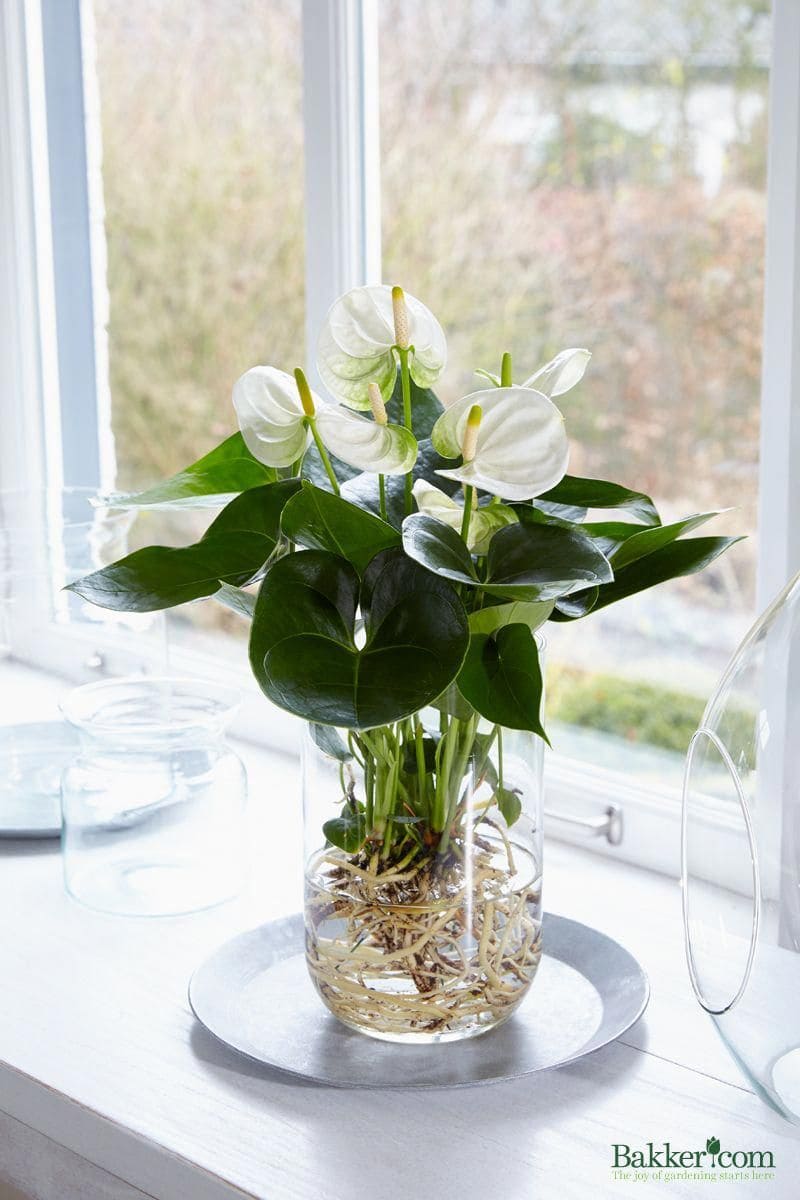 22 beautiful grow-in-vase houseplants - 183