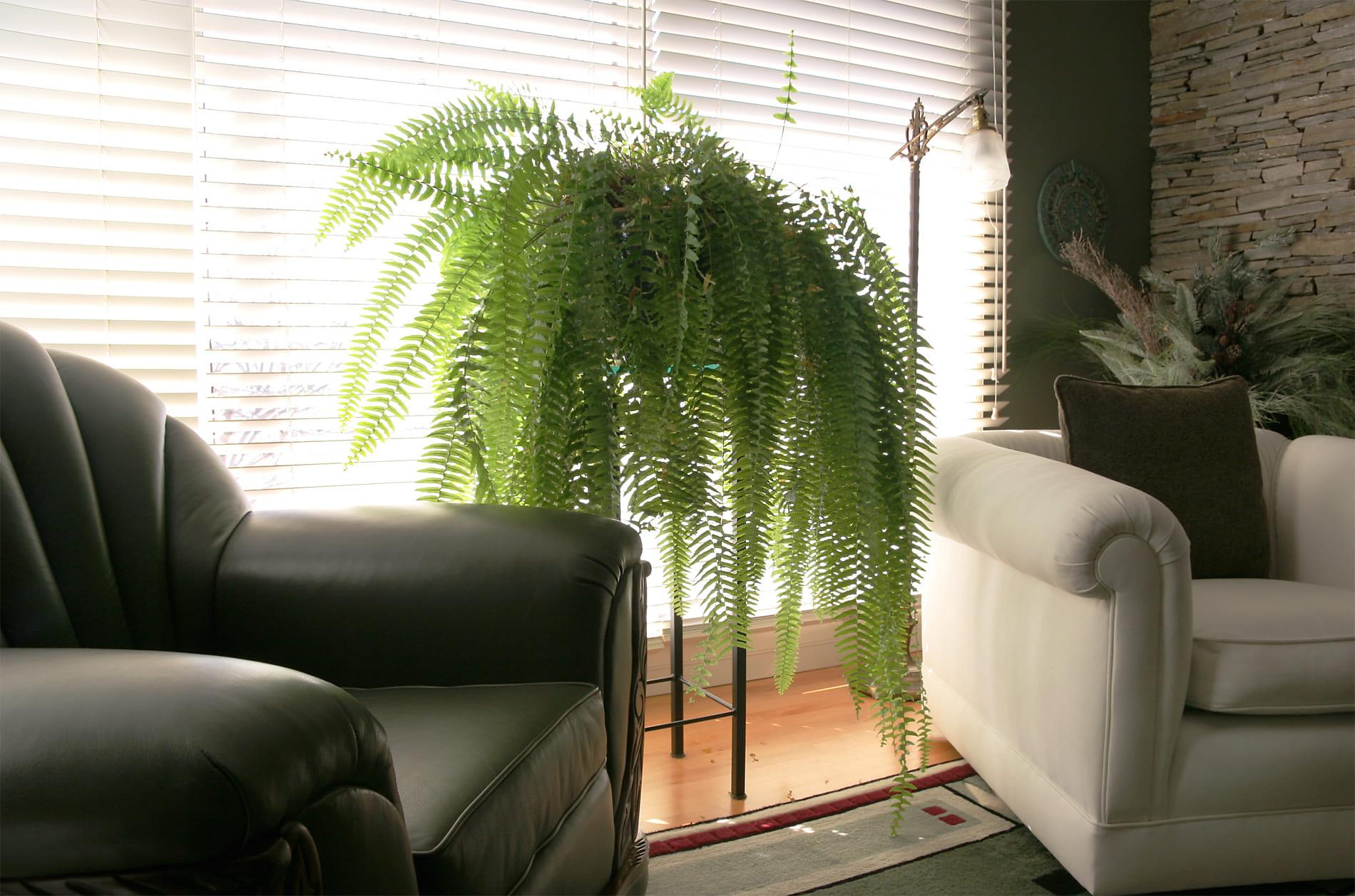 21 best ideas to decorate the house with ferns - 179