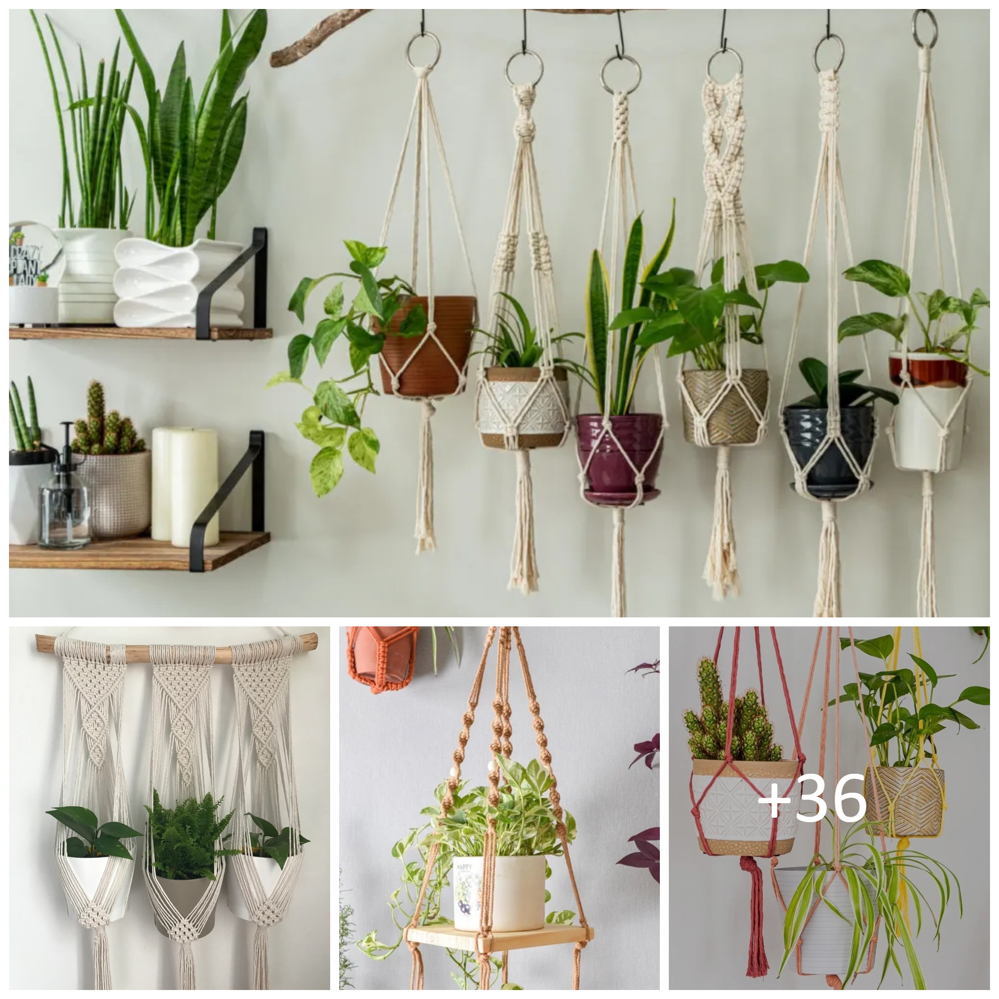 Stylish Ideas for Hanging Plants