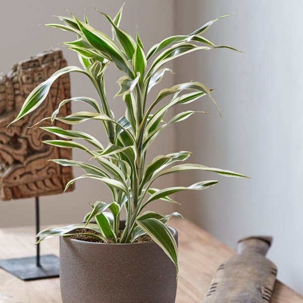 14 beautiful lucky bamboo varieties to take home - 101