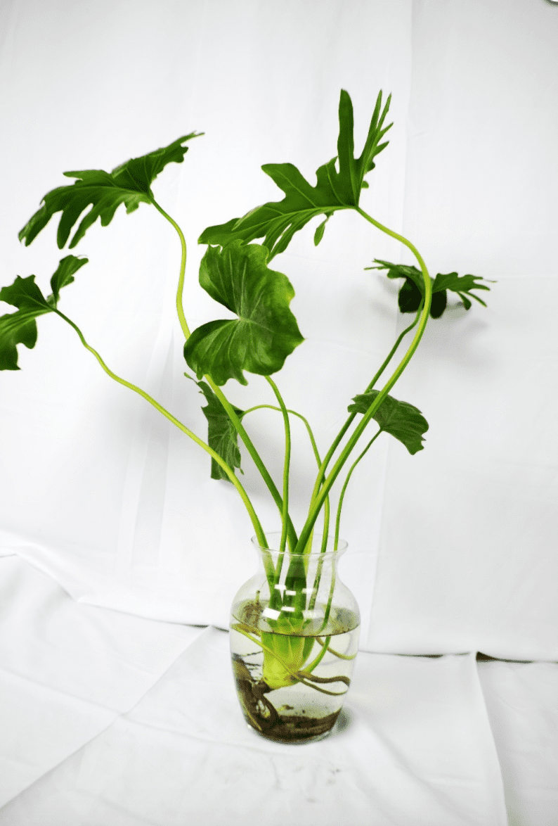 22 beautiful grow-in-vase houseplants - 153