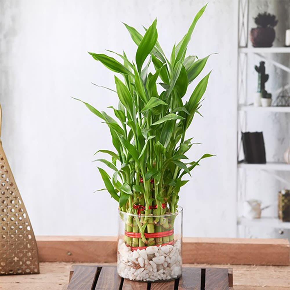 22 beautiful grow-in-vase houseplants - 181