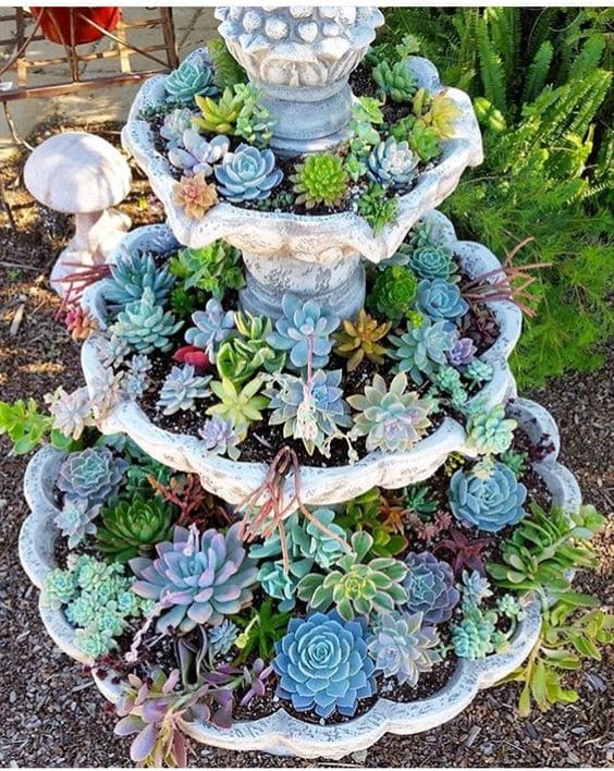 30 pictures that prove succulents can thrive anywhere - 125