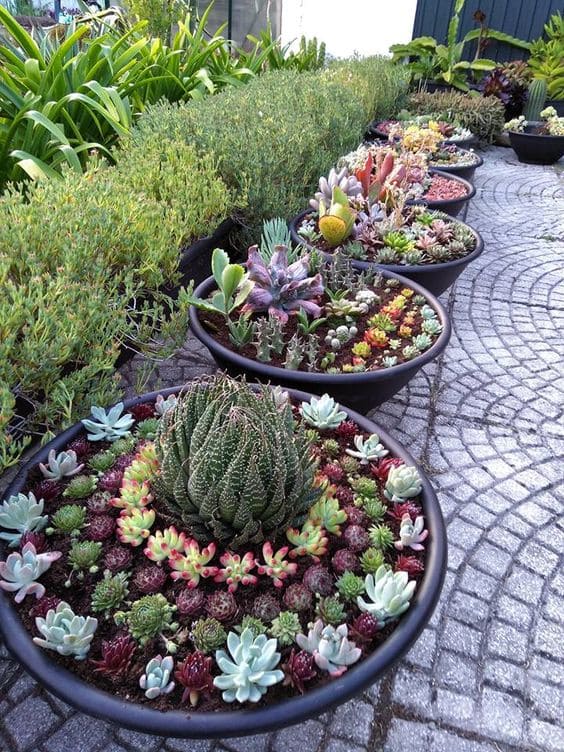 30 pictures that prove succulents can thrive anywhere