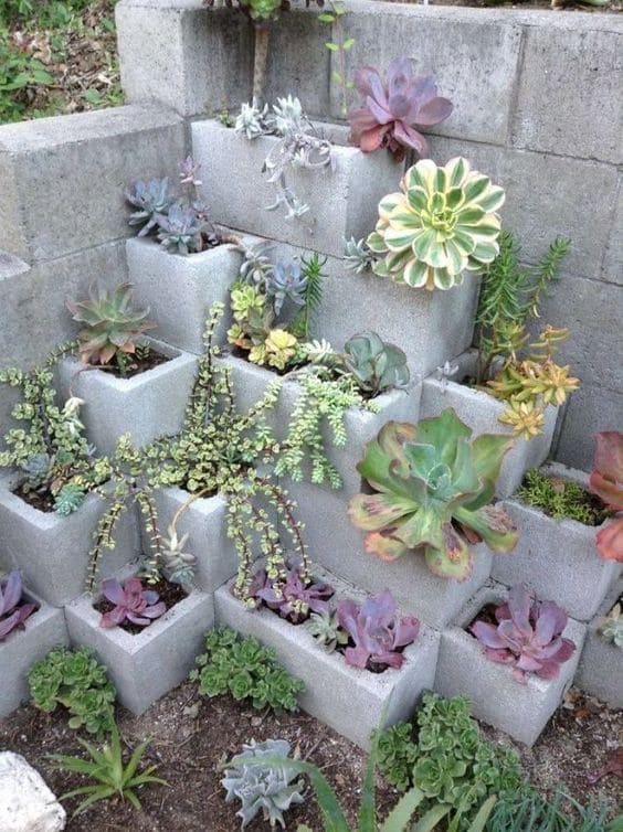30 pictures that prove succulents can thrive anywhere - 113
