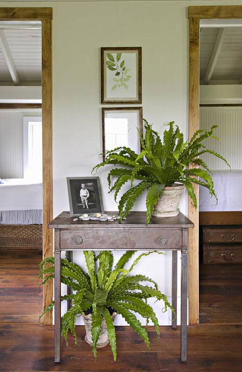 21 best ideas to decorate the house with ferns - 169