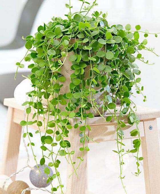 12 beautiful indoor plants with round leaves for interior design - 91